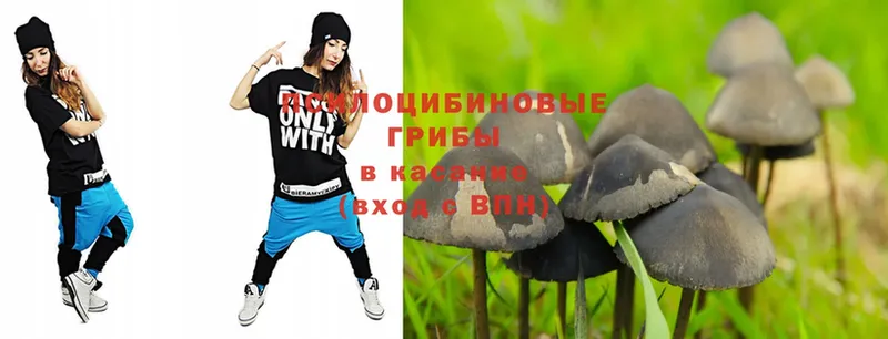 Галлюциногенные грибы Psilocybe  Будённовск 